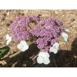 Hydrangea aspera 'Goldrush' - summer flowers