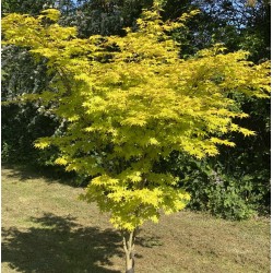 Acer palmatum 'Summer Gold' - golden leaves in summer