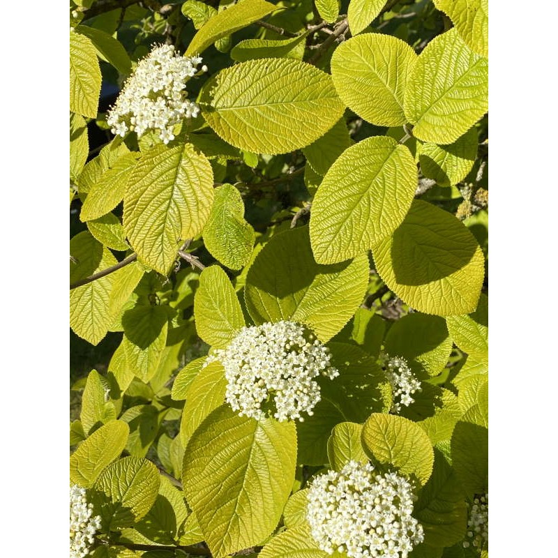 Viburnum lantana 'Aureum' - golden leaves and flowers in early summer