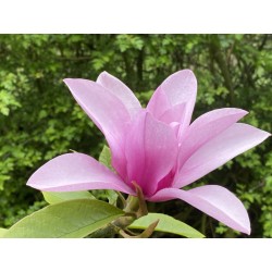 Magnolia 'Margaret Helen' - spring flowers