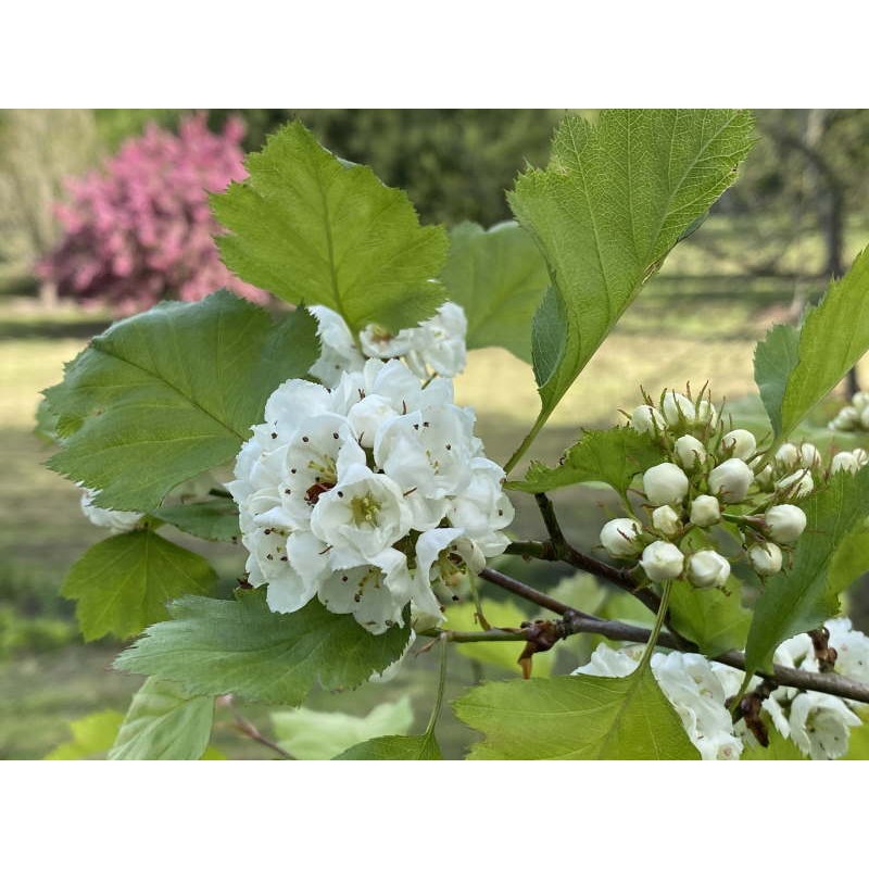 Crataegus ellwangeriana 'Fire Ball' - flowers in Spring