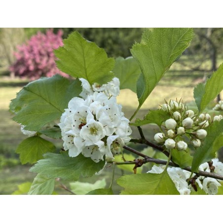 Crataegus ellwangeriana 'Fire Ball' - flowers in Spring Crataegus ellwangeriana 'Fire Ball' - flowers in Spring