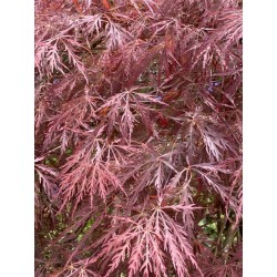 Acer palmatum 'Garnet' - close up of leaves