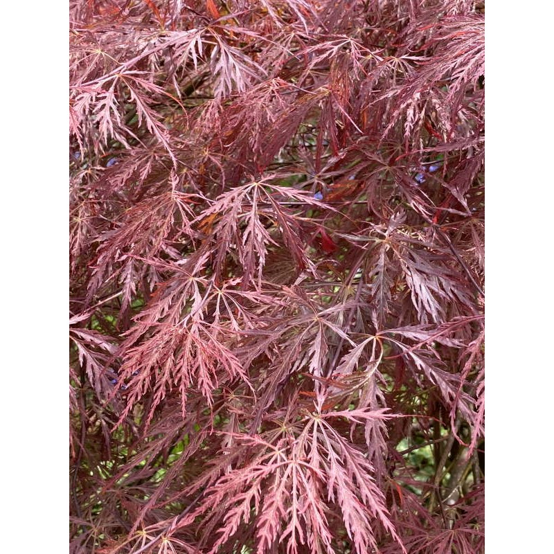Acer palmatum 'Garnet' - close up of leaves
