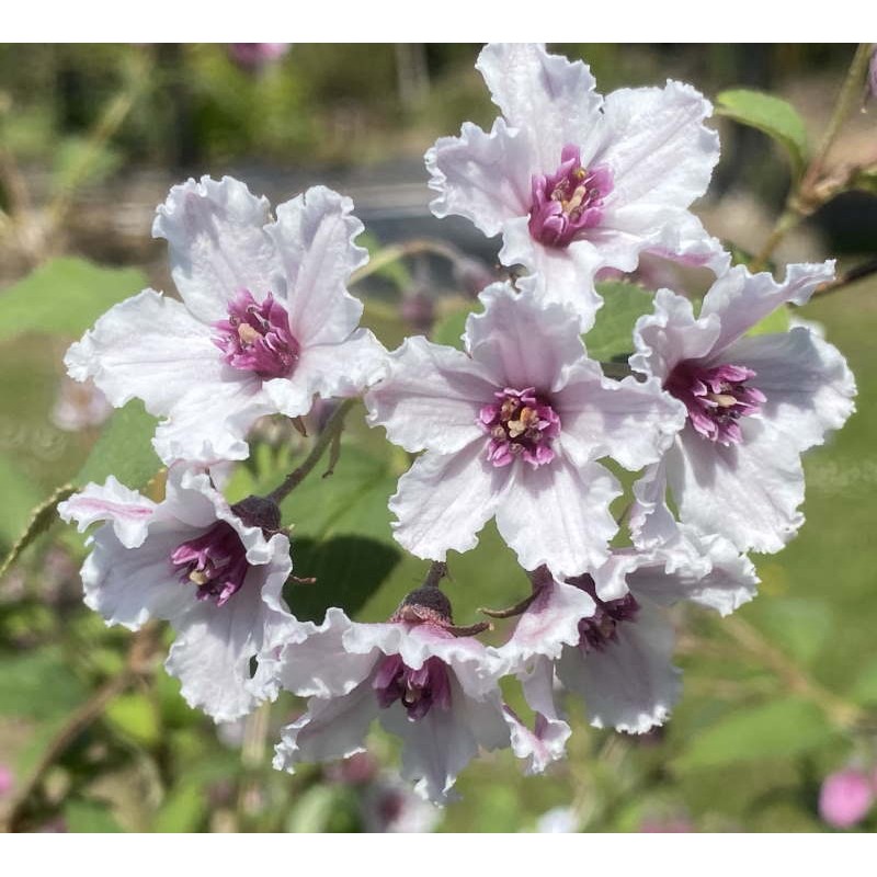 Deutzia 'Dark Eyes' - flowers in early summer Deutzia 'Dark Eyes' - flowers in early summer