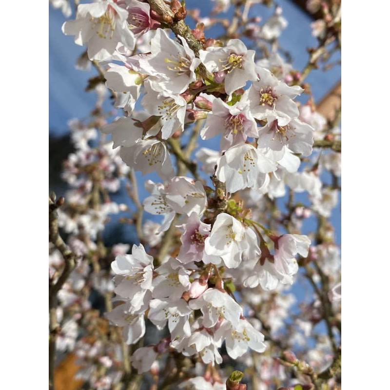 Prunus incisa 'Kojo-no-mai' - spring flowers