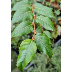 Nothofagus moorei - evergreen leaves on a young plant