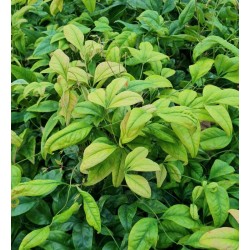 Nandina domestica 'Firepower' - lush green summer leaves
