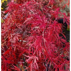 Acer palmatum 'Crimson Queen' - autumn colour