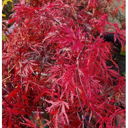 Acer palmatum 'Crimson Queen' - autumn colour Acer palmatum 'Crimson Queen' - autumn colour