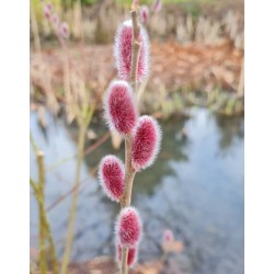 Salix gracistyla 'Mt. Aso' - pink catkins in late winter
