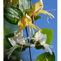 Lonicera japonica 'Hall's Prolific' - semi-evergreen climber with scented summer flowers