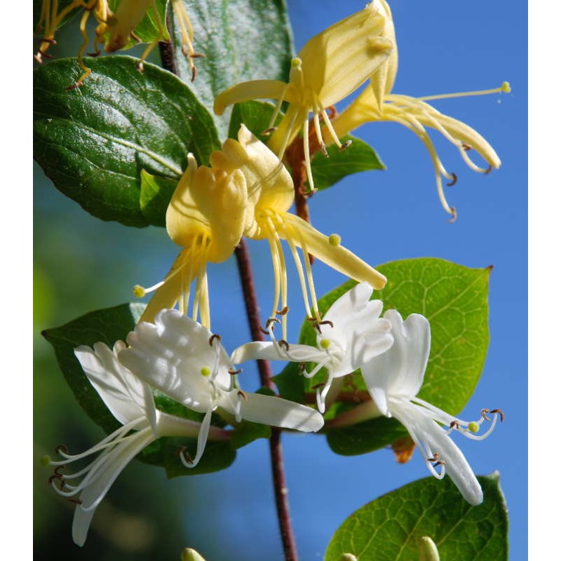 Lonicera japonica 'Hall's Prolific' - semi-evergreen climber with scented summer flowers