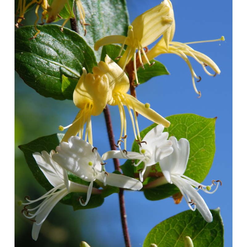 Lonicera japonica 'Hall's Prolific' - semi-evergreen climber with scented summer flowers Lonicera japonica 'Hall's Prolific' - semi-evergreen climber with scented summer flowers
