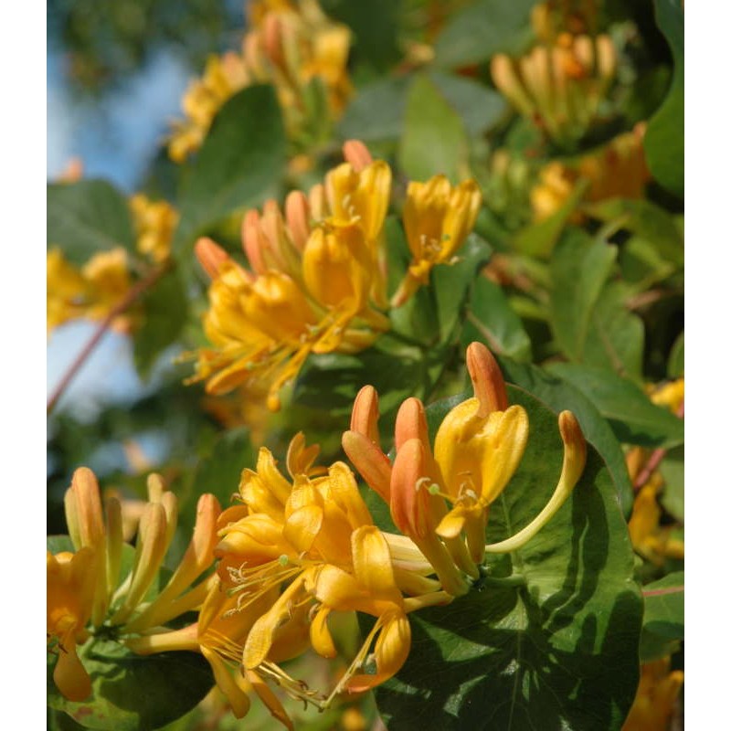 Lonicera x tellmanniana - vibrant coppery-yellow summer flowers Lonicera x tellmanniana - vibrant coppery-yellow summer flowers