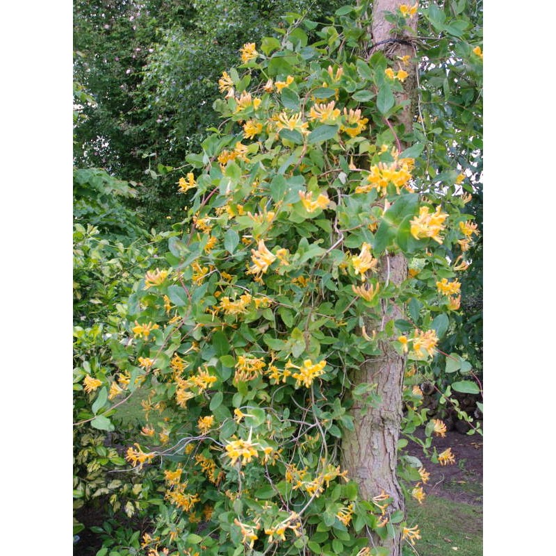 Lonicera x tellmanniana - established plant flowering in summer