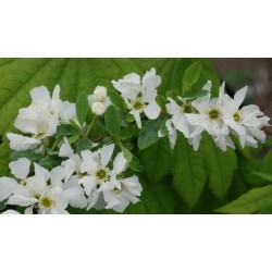 Exochorda 'Niagara' - masses of white spring flowers