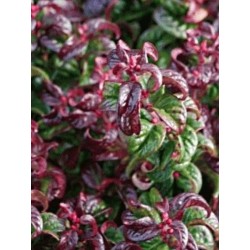 Leucothoe 'Twisting Red' - colourful leaves