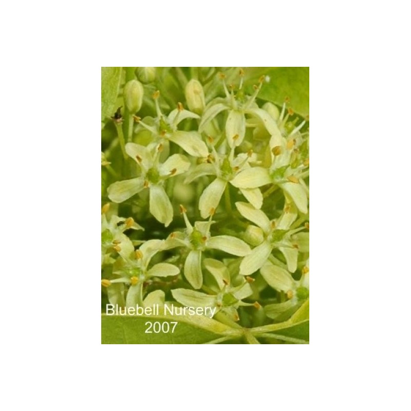 Ptelea trifoliata 'Aurea'