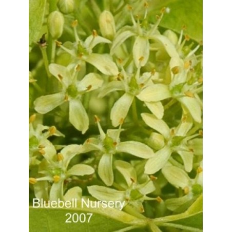 Ptelea trifoliata 'Aurea'