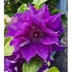Clematis 'Shin-Shigyoku' - violet summer flowers