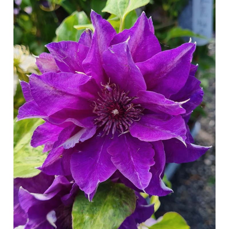 Clematis - Climbers