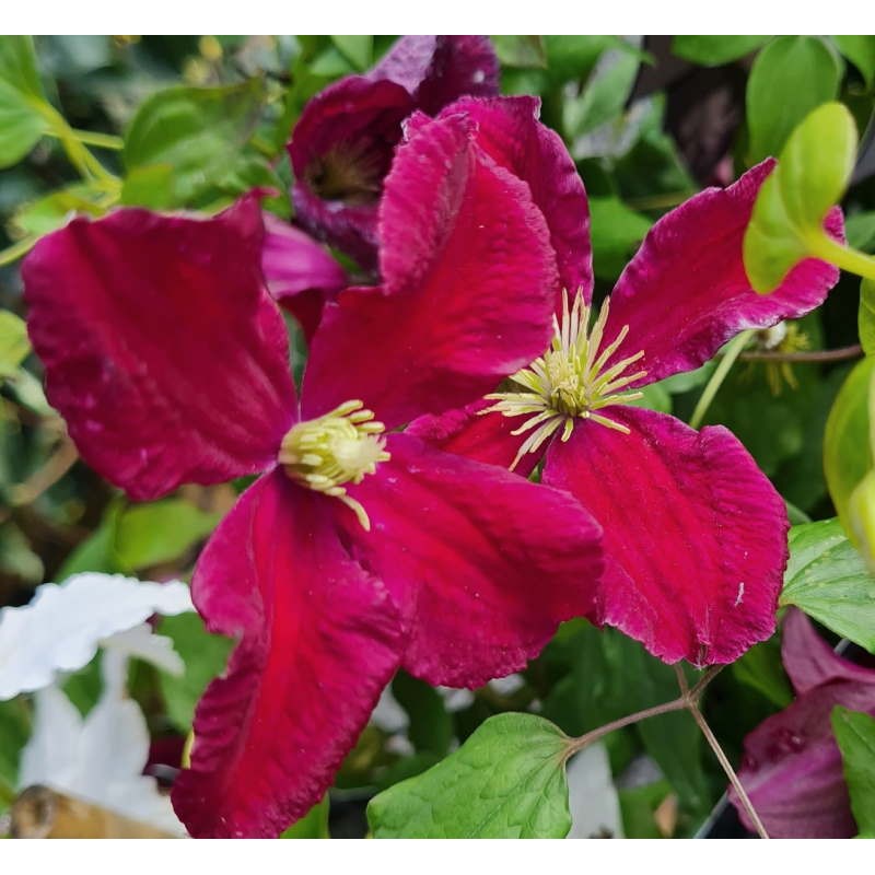 Clematis - Climbers