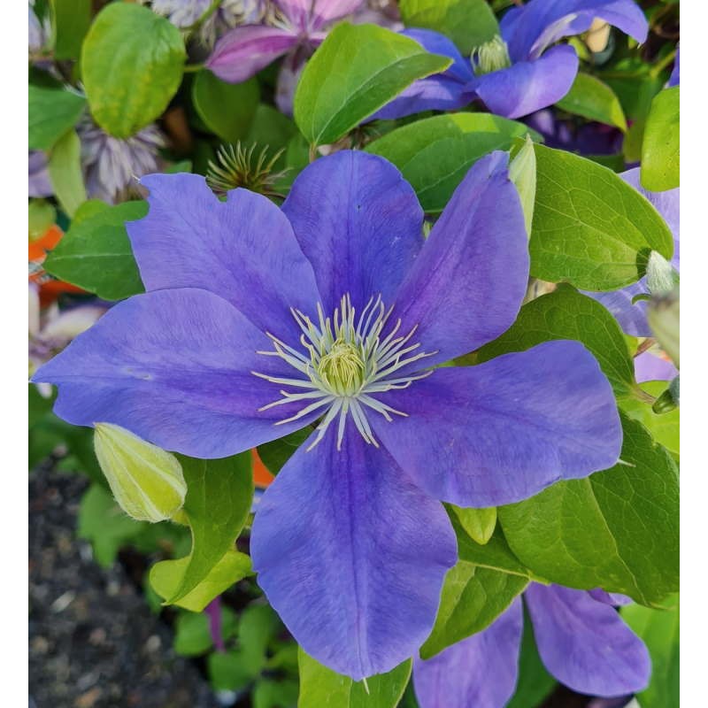 Clematis - Climbers