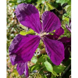 Clematis 'Negritjanka' - summer flowers