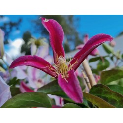 Clematis ‘Princess Diana’ - flowers in summer