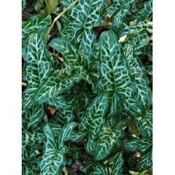 Arum italicum 'Pictum' - variegated leaves