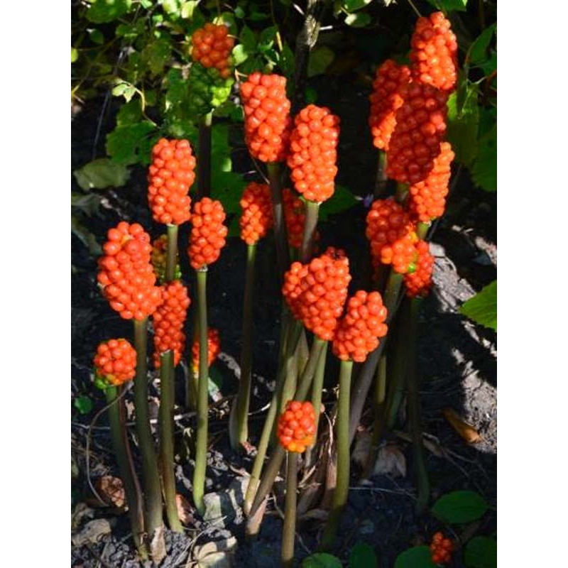 Arum italicum 'Pictum' - ornamental but poisonous berries