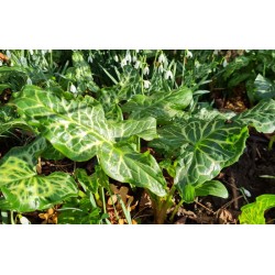 Arum italicum 'Pictum' - leaves in February