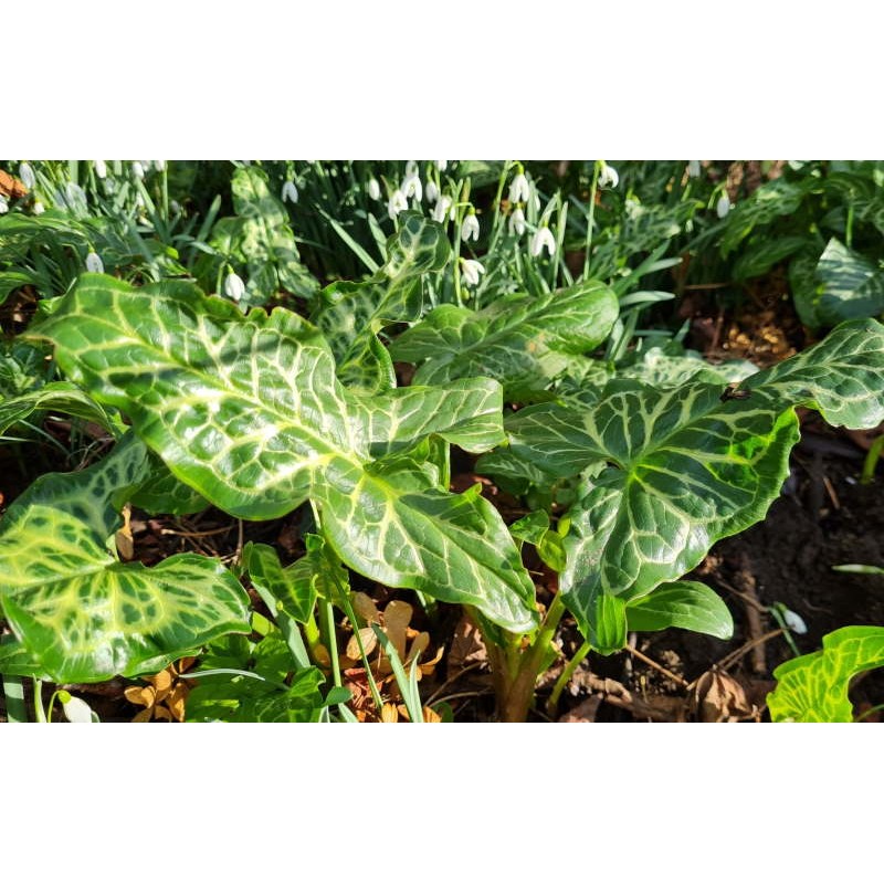 Arum italicum 'Pictum' - leaves in February