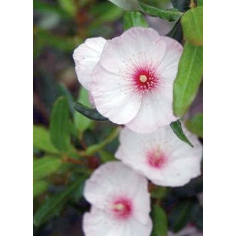 Eucryphia lucida 'Pink Cloud' - summer flowers