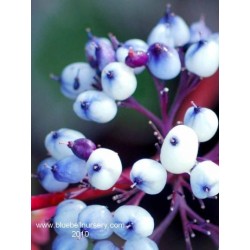 Cornus alba 'Siberian Pearls'