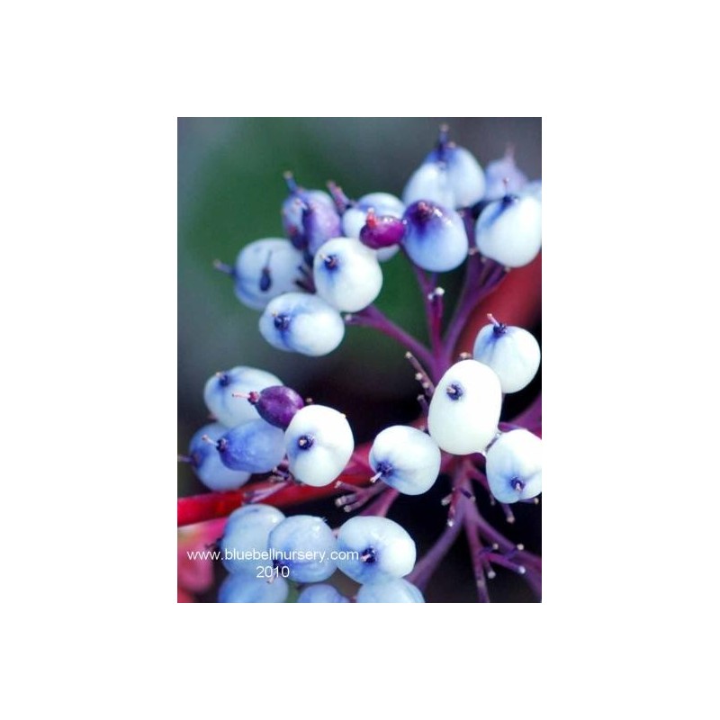 Cornus alba 'Siberian Pearls' Cornus alba 'Siberian Pearls'