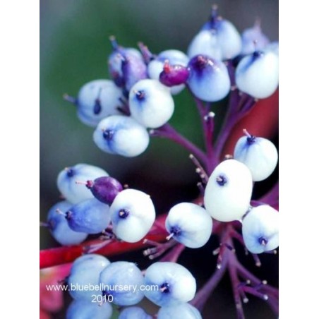 Cornus alba 'Siberian Pearls' - berries