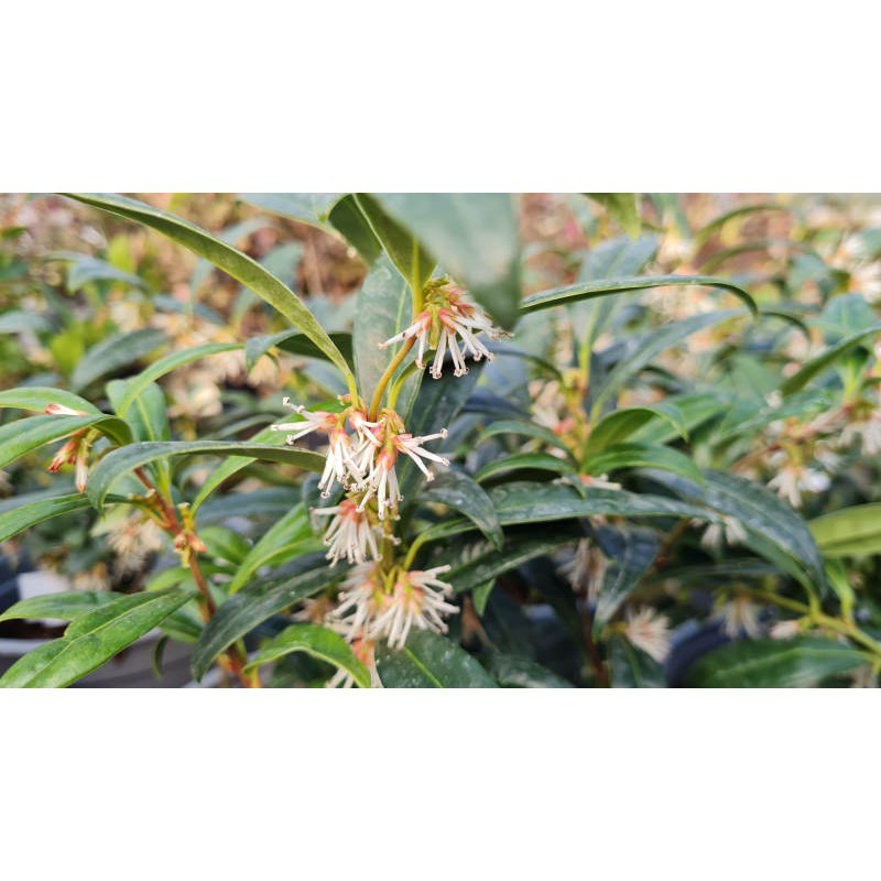 Sarcococca hookeriana var humilis - winter flowers