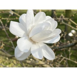 Magnolia x loebneri 'Mag's Pirouette' - spring flowers