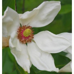 Magnolia x 'Charles Coates' - flower in May