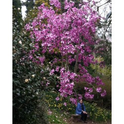 Magnolia campbellii 'Lanarth' - spring flowers