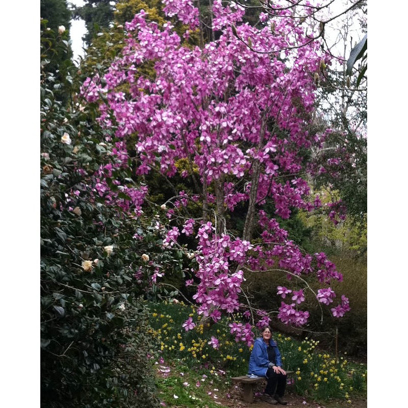 Magnolia campbellii 'Lanarth' - spring flowers