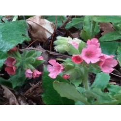Pulmonaria rubra 'Redstart' - spring flowers