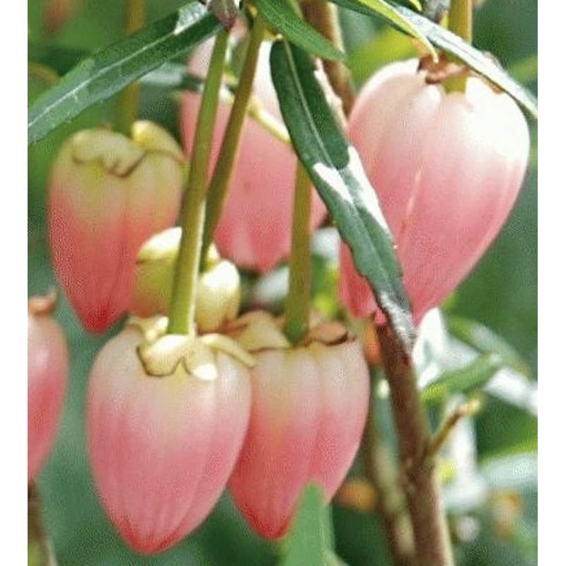 Crinodendron hookerianum 'Ada Hoffman' - pink flowers in early summer