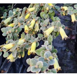 Correa reflexa var. nummulariifolia - flowers in early spring