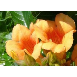Campsis 'Indian Summer' - flowers in late summer
