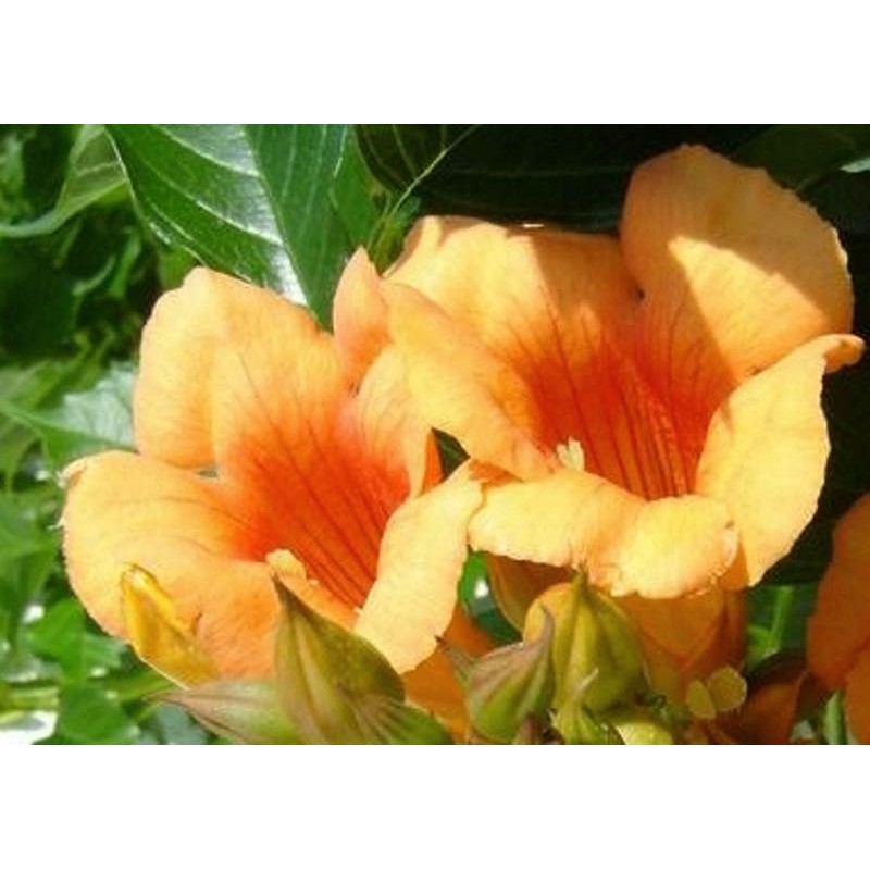 Campsis 'Indian Summer' - flowers in late summer Campsis 'Indian Summer' - flowers in late summer