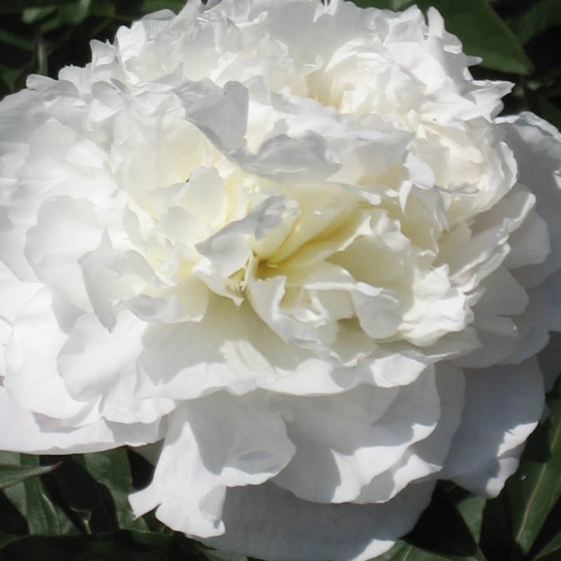 Paeonia lactiflora 'Shirley Temple' - summer flowers