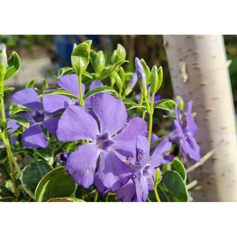 Vinca minor 'Ralph Shugert' - flowers Vinca minor 'Ralph Shugert' - flowers